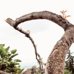 מאווי קעקועים - מדריך לתרבות הקעקועים בהוואי